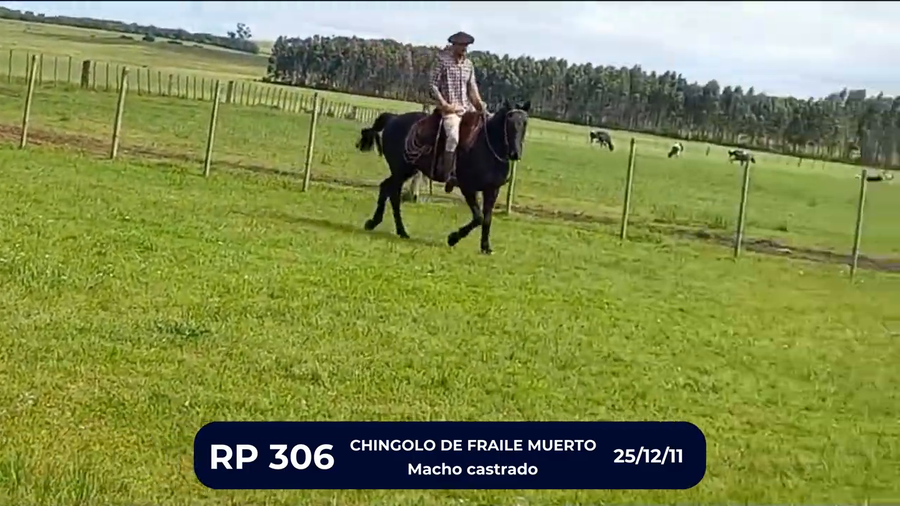 Lote CHINGOLO DE FRAILE MUERTO