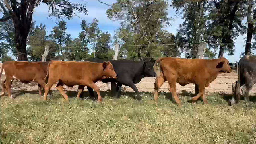 Lote 106 Terneros/as