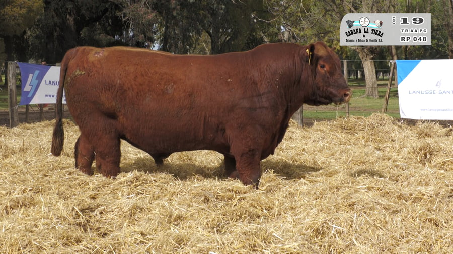 Lote TOROS PUROS CONTROLADOS