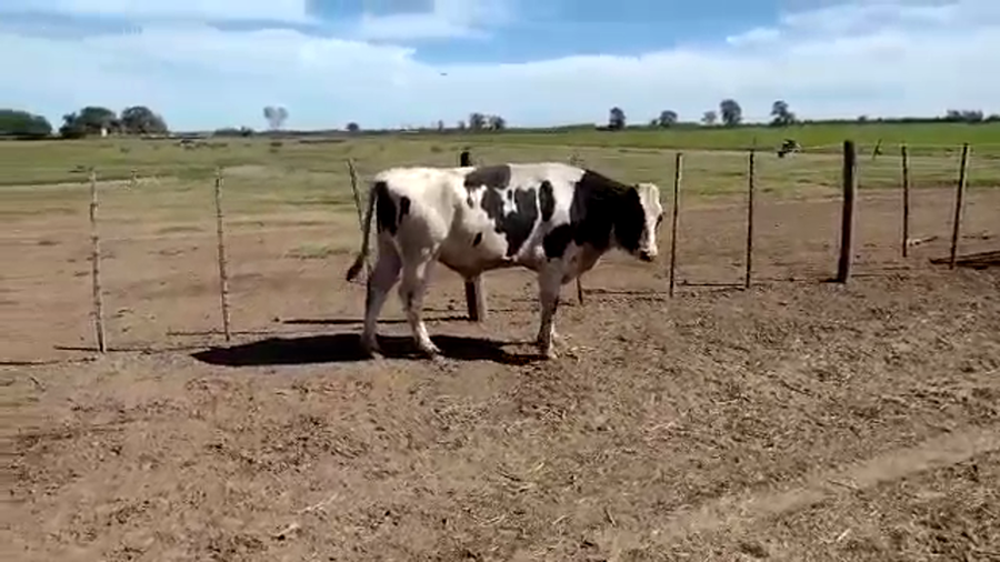 Lote 1 Toros Holando Argentino en Col. Aldao, Santa Fe