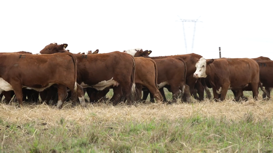 Lote Vaquillas señal 3 preñadas de otoño REMATE AGOSTO 2026