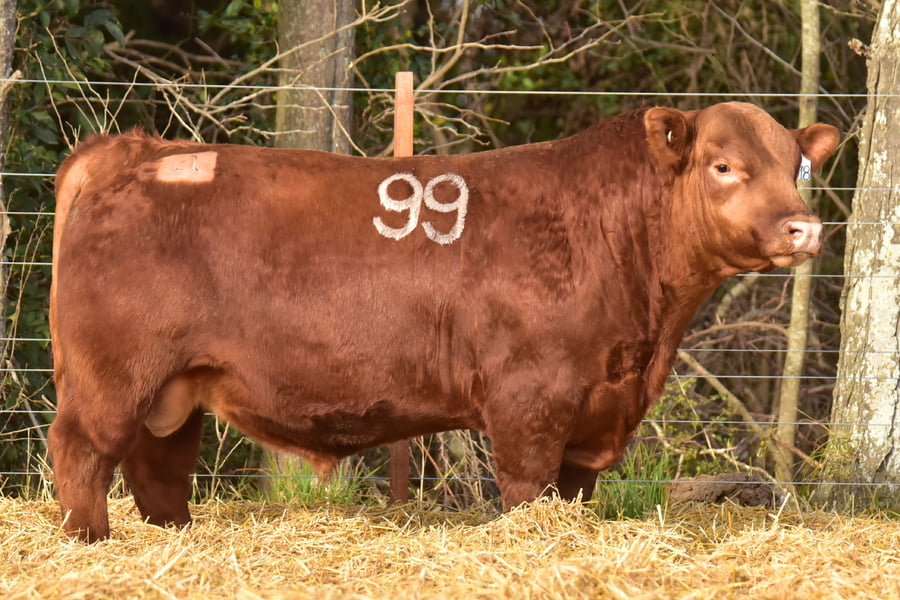 Lote TOROS ANGUS PC