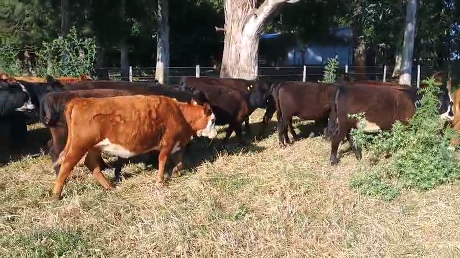 Lote 37 Terneros/as