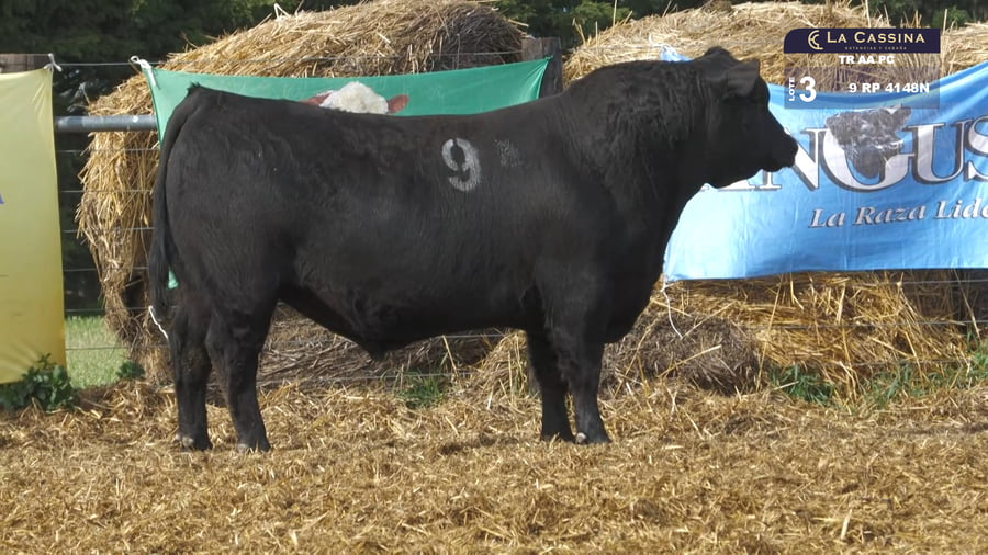 Lote TOROS ANGUS PURO CONTROLADO