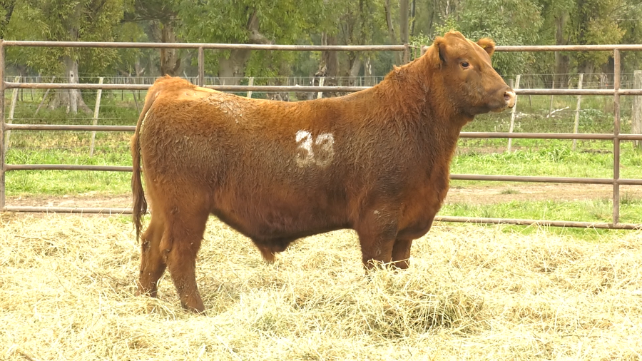 Lote TOROS ANGUS COLORADOS  PC