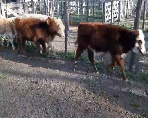 Lote 8 Terneras en Gral. Lamadrid, Buenos Aires