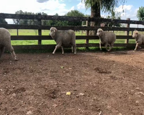 Lote 11 Borregas en Cerro Largo, Cerro Largo