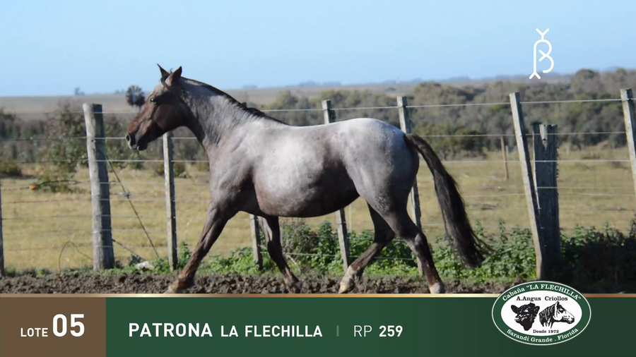 Lote PATRONA LA FLECHILLA