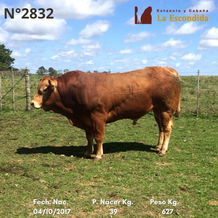 Lote Venta particular de Toros Limousin