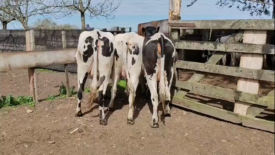 Lote 3 Vaquillonas  a remate en Pantalla Camy 550kg - , San José