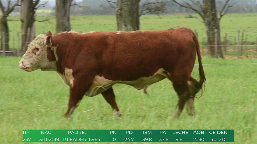 Lote Toros POLLED HEREFORD a remate en 4º  Remate  Anual Cabaña El Treból en Liga de Trabajo de Guichón