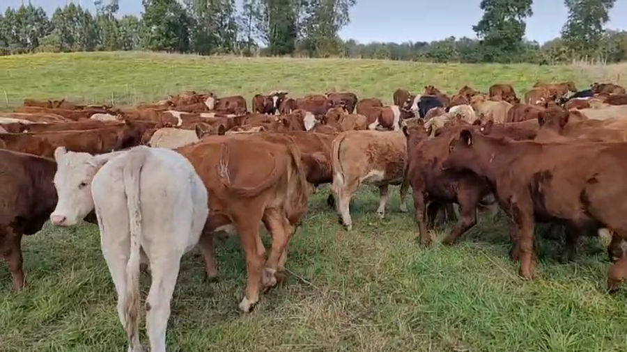 Lote 55 Novillo Engorda en Lago Ranco, XIV Región Los Ríos