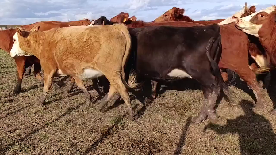 Lote 83 Vientres Preñados