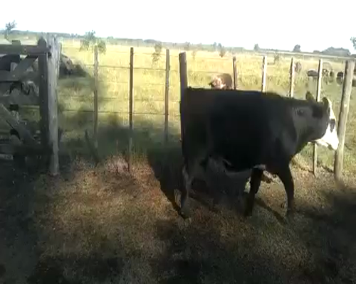 Lote 7 Terneros en Gral. Belgrano, Buenos Aires