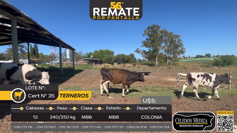 Lote 13 Terneros en Ruta 22 km 34, Colonia