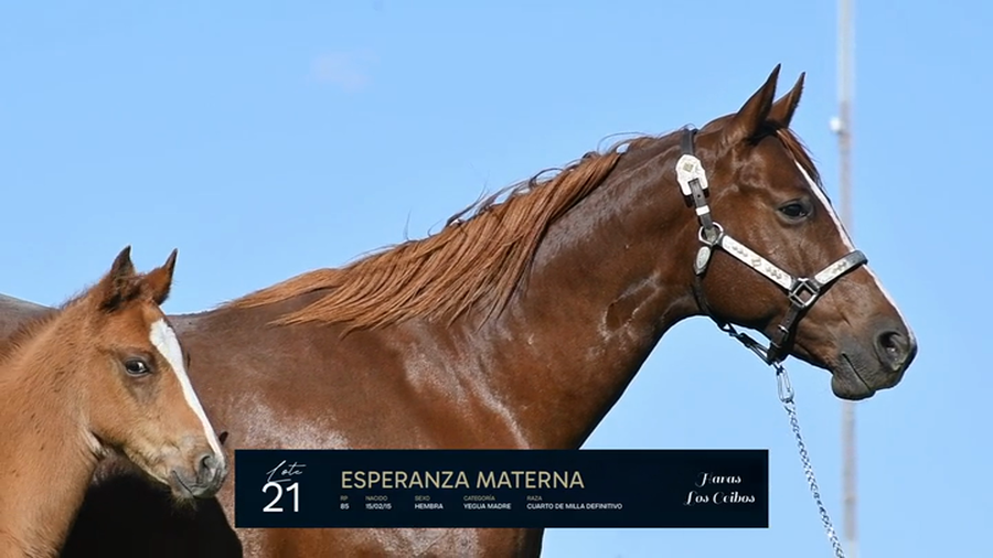 Lote ESPERANZA MATERNA