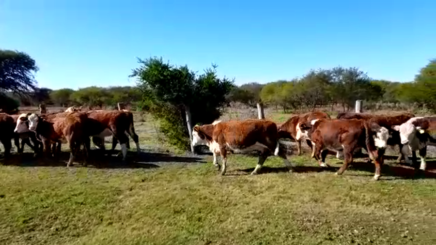 Lote 20 Terneros/as Braford en Margarita, Santa Fe