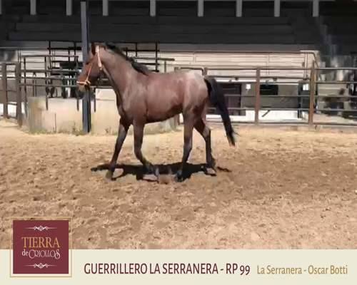 Lote Guerrillero (RP 99) - Cabaña La Serranera