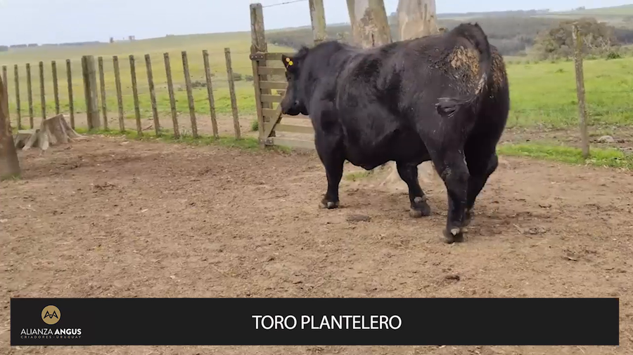 Lote "PLANTELERO - ""CASTELLO"""