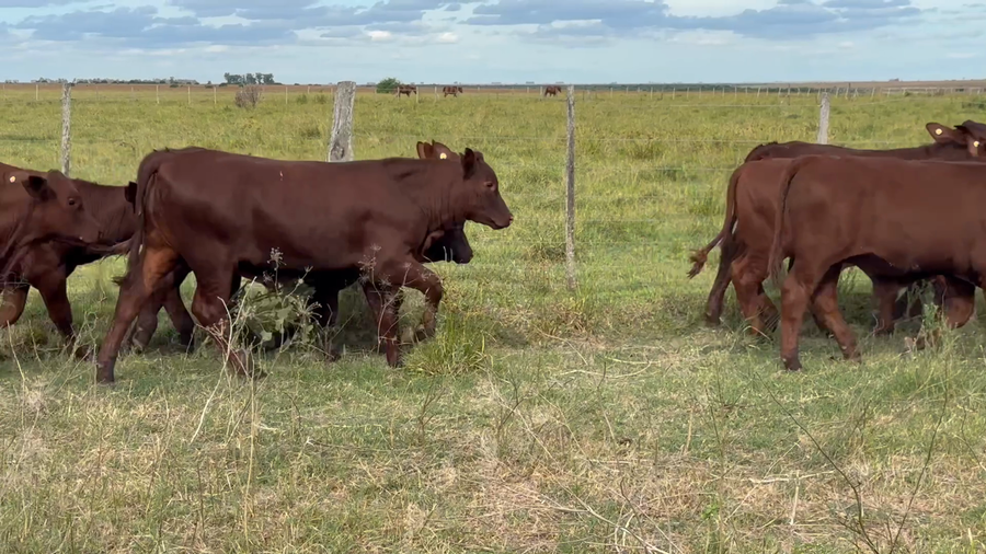 Lote 110 Terneros en Corrientes, Mariano I. Loza