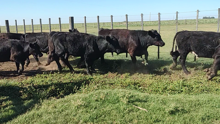 Lote 72 Novillitos en Espartillar, Buenos Aires