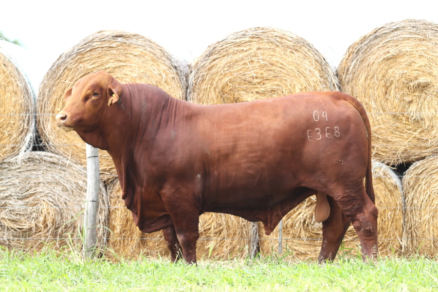 Lote LOTE 32