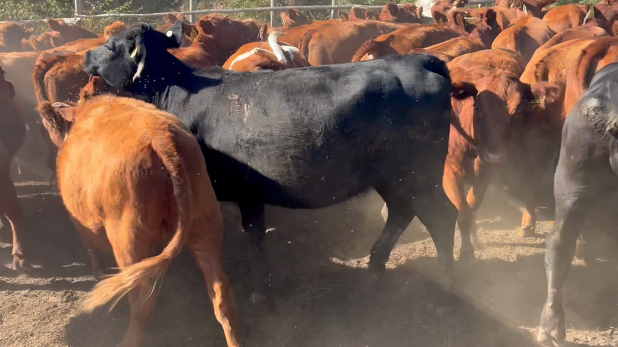 Lote 47 Vaquilla Engorda