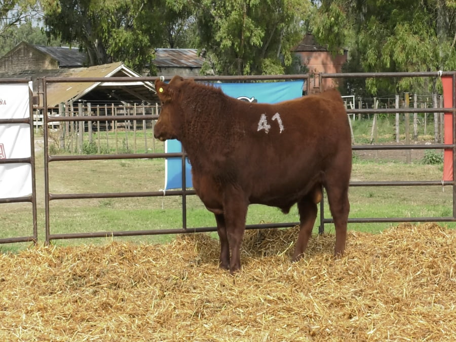 Lote TOROS ANGUS COLORADOS PC