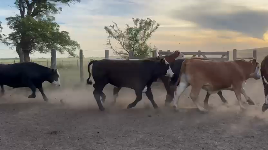 Lote 35 Novillos exportación