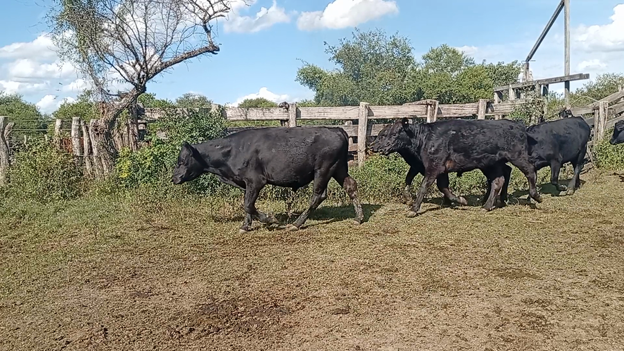 Lote 37 Terneros/as