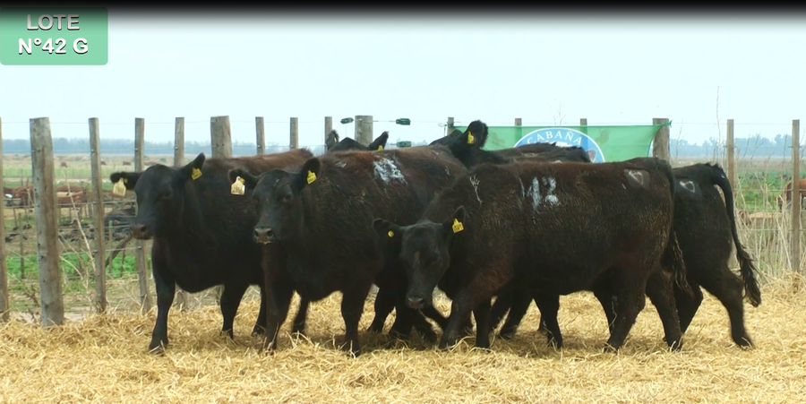 Lote VAQUILLONAS GENERALES 15 MESES - PREÑADAS - PARICION PRIMAVERA