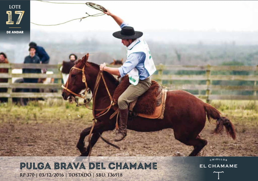 Lote PULGA BRAVA DEL CHAMAME