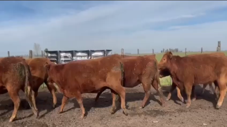 Lote VAQ PC preñadas Los Eucaliptus