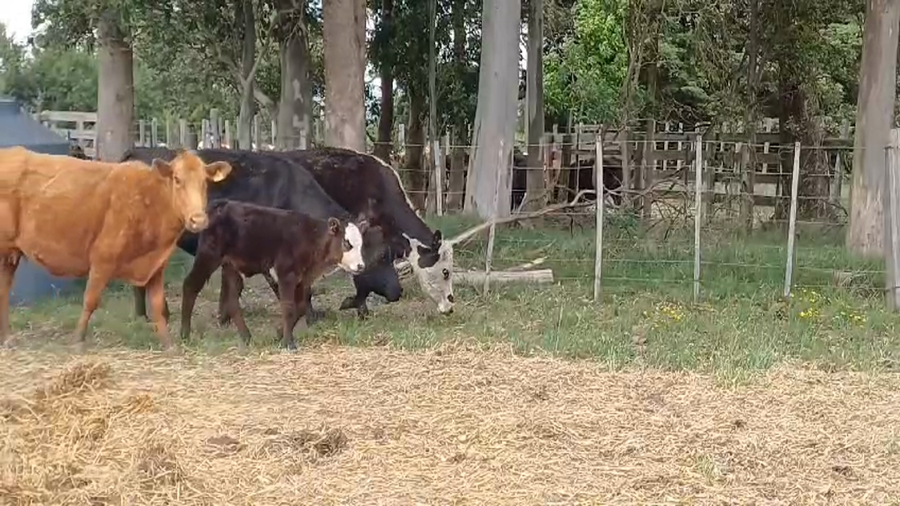 Lote (Vendido)12 Piezas de cría 2NO - 1 HE/ AA - 2 BR - 1 AA a remate en #50 Pantalla Carmelo, Colonia