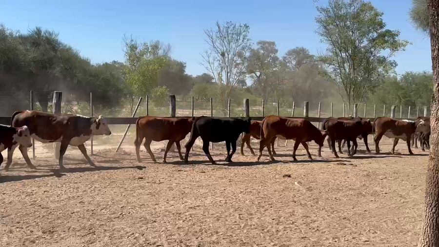 Lote 50 Vaquillonas en Las Lomitas, Formosa