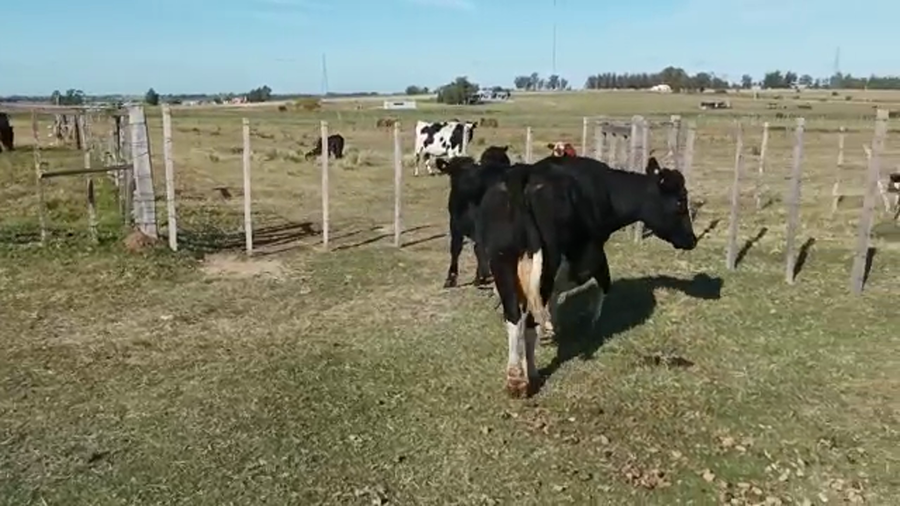 Lote 2 Piezas de cría HOLANDO a remate en 4to remate ENTRE MARTILLOS en CARRETON