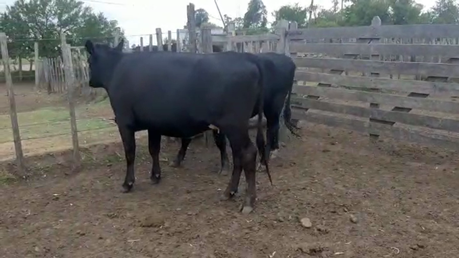 Lote 2 Vaquillonas Kiwi Proximas