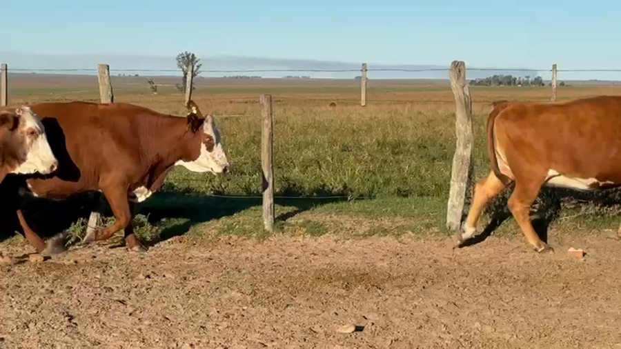 Lote 30 Vacas usadas preñadas en Corrientes, Mariano I. Loza