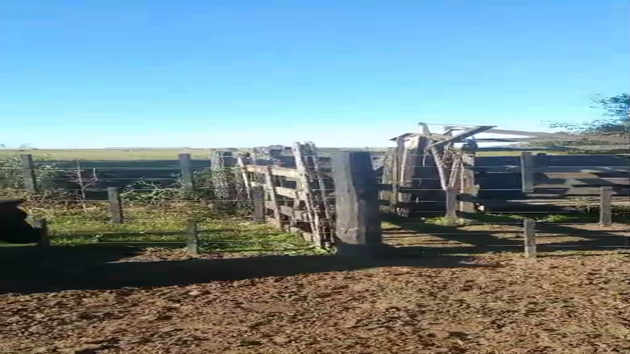 Lote 62 Vacas nuevas C/ gtia de preñez en Las Rosas, Santa Fe
