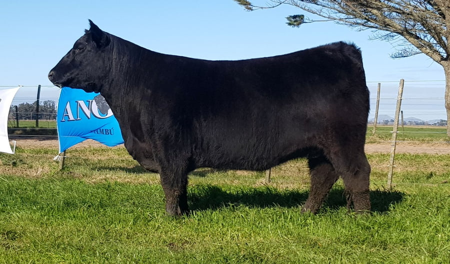 Lote VAQUILLONA PP ANGUS "INAMBÚ"