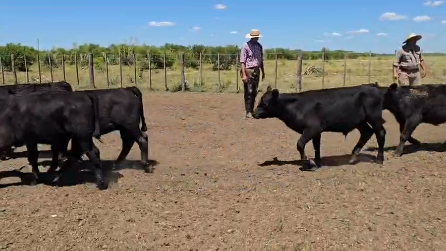 Lote 70 Terneros en Entre Ríos, Ceibas