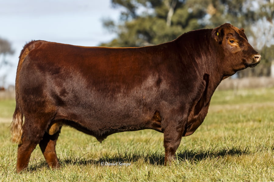 Lote Toro Puro de Pedigree Colorado