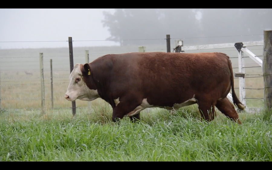 Lote POLLED HEREFORD