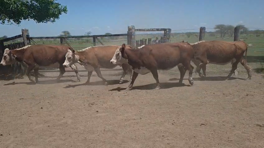 Lote 100 Vacas CUT preñadas en Entre Ríos, Los Conquistadores