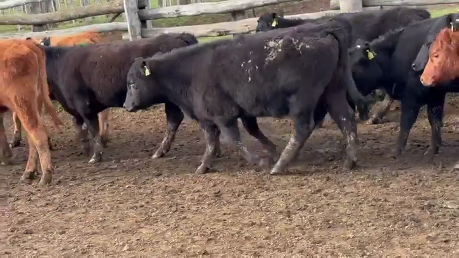 Lote 40 Ternera en Coyhaique, XI Región Aysén