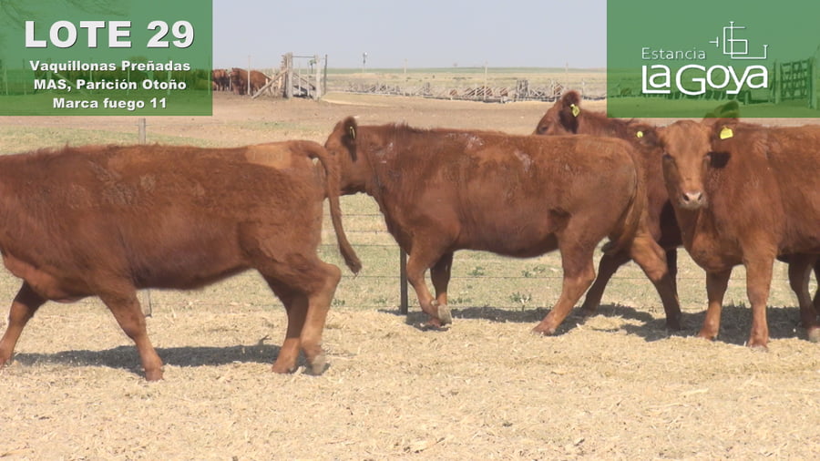 Lote VAQUILLONAS PREÑADAS MAS PARICIÓN OTOÑO