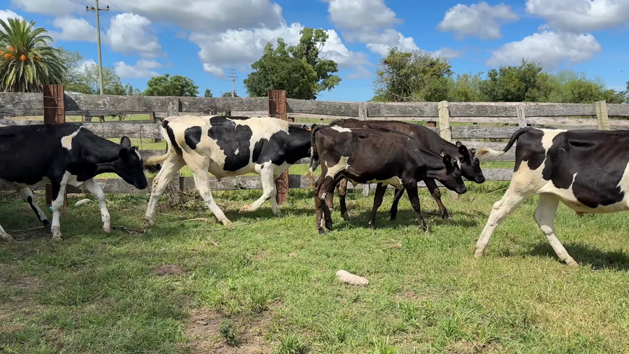 Lote NOVILLOS 1 a 2 AÑOS