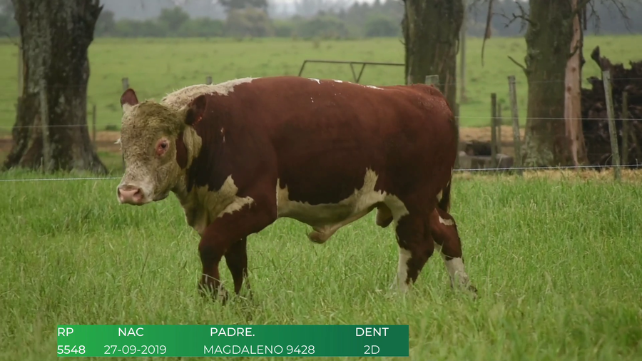 Lote Toros POLLED HEREFORD a remate en 4º  Remate  Anual Cabaña El Treból en Liga de Trabajo de Guichón