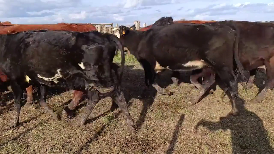 Lote 83 Vientres Preñados