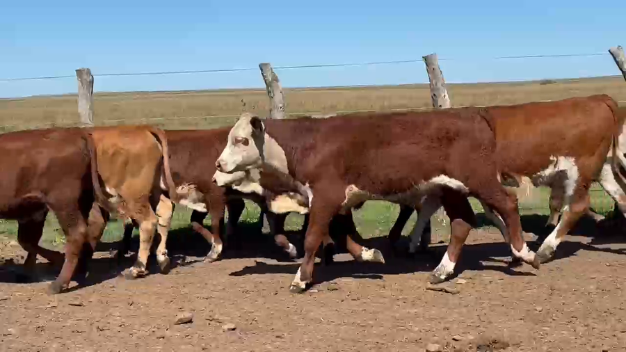 Lote 110 Terneros/as en Corrientes, Mercedes